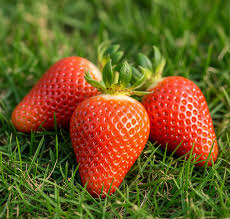 Fraises de Normandie (250g)
