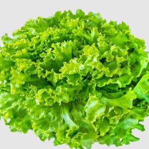 Salade Batavia Pièce