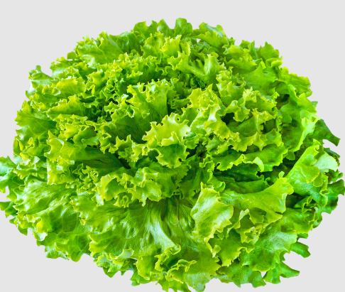 Salade Batavia Pièce