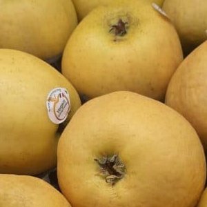 Pommes Chantecler 1 kg