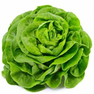 Salade Laitue Pièce