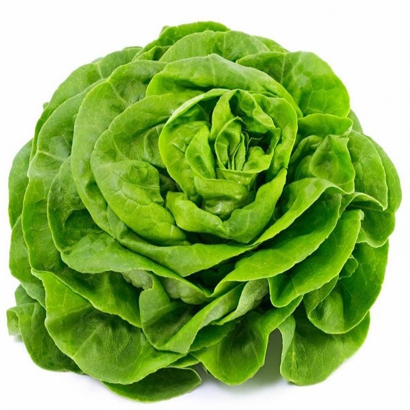 Salade Laitue Pièce