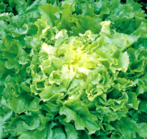 Salade Scarole Pièce