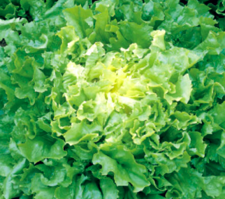 Salade Scarole Pièce